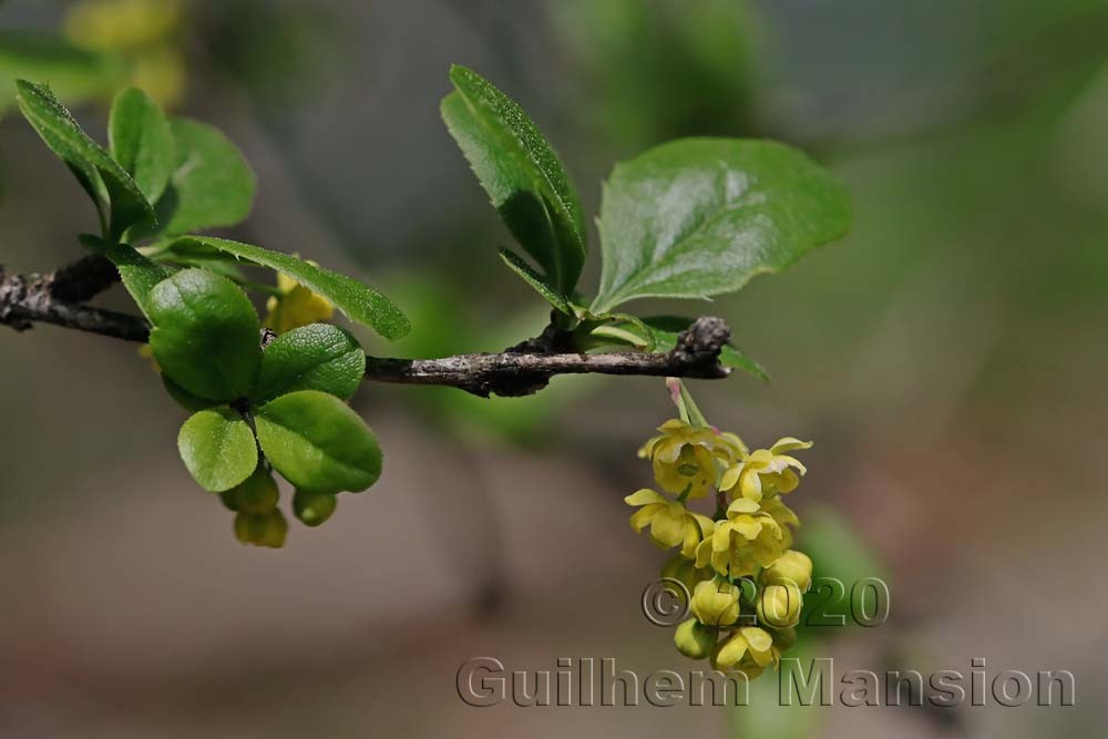 Berberis vulgaris