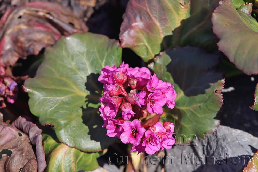 Bergenia crassifolia