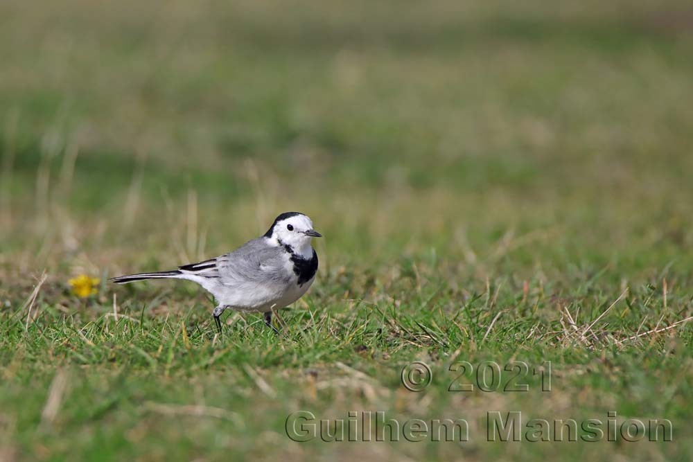 Motacilla alba - Bergeronnette grise