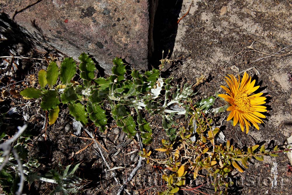 Berkheya barbata