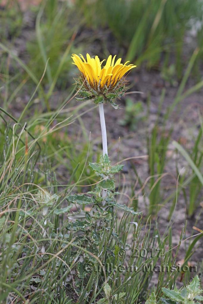 Berkheya barbata