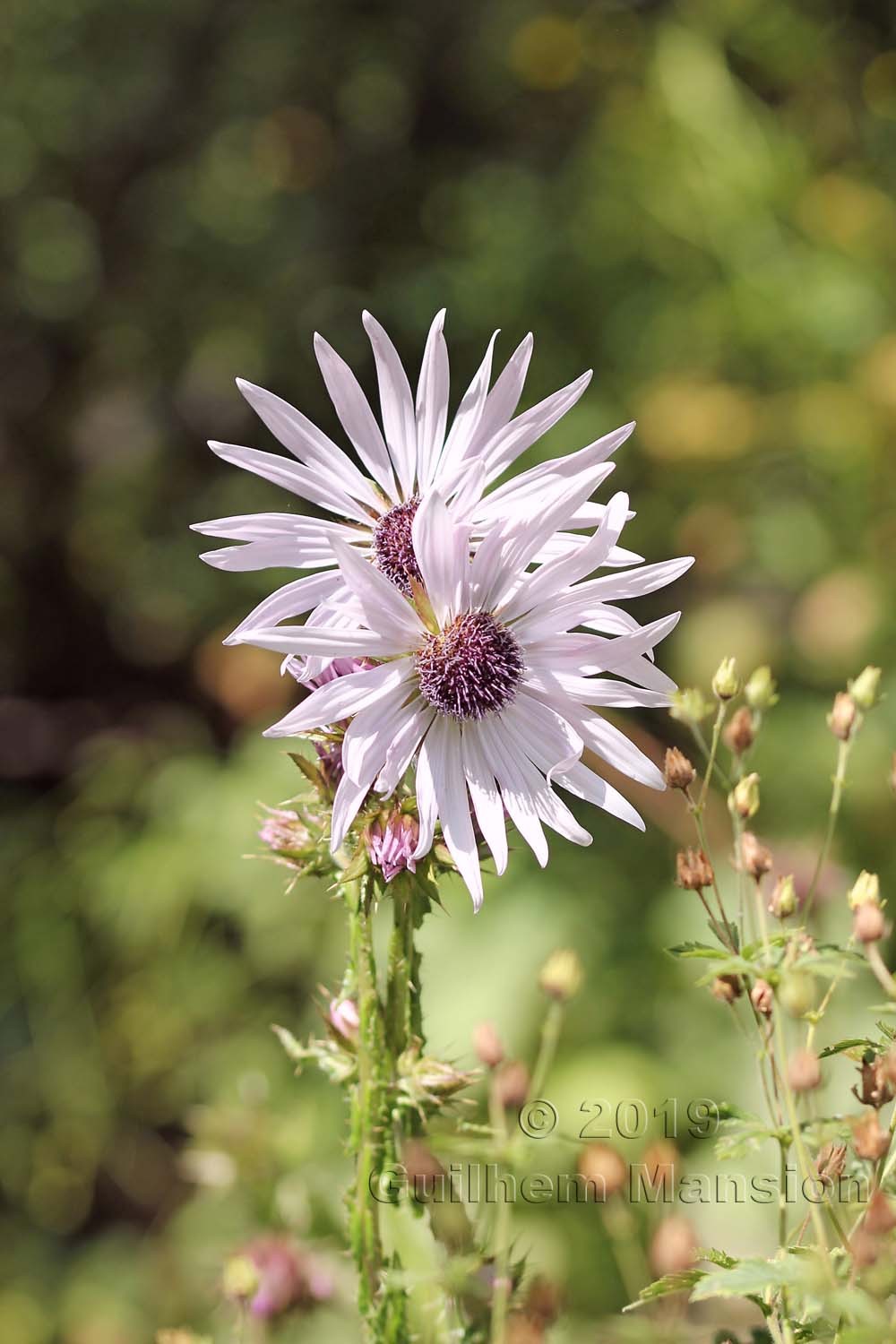 Berkheya purpurea