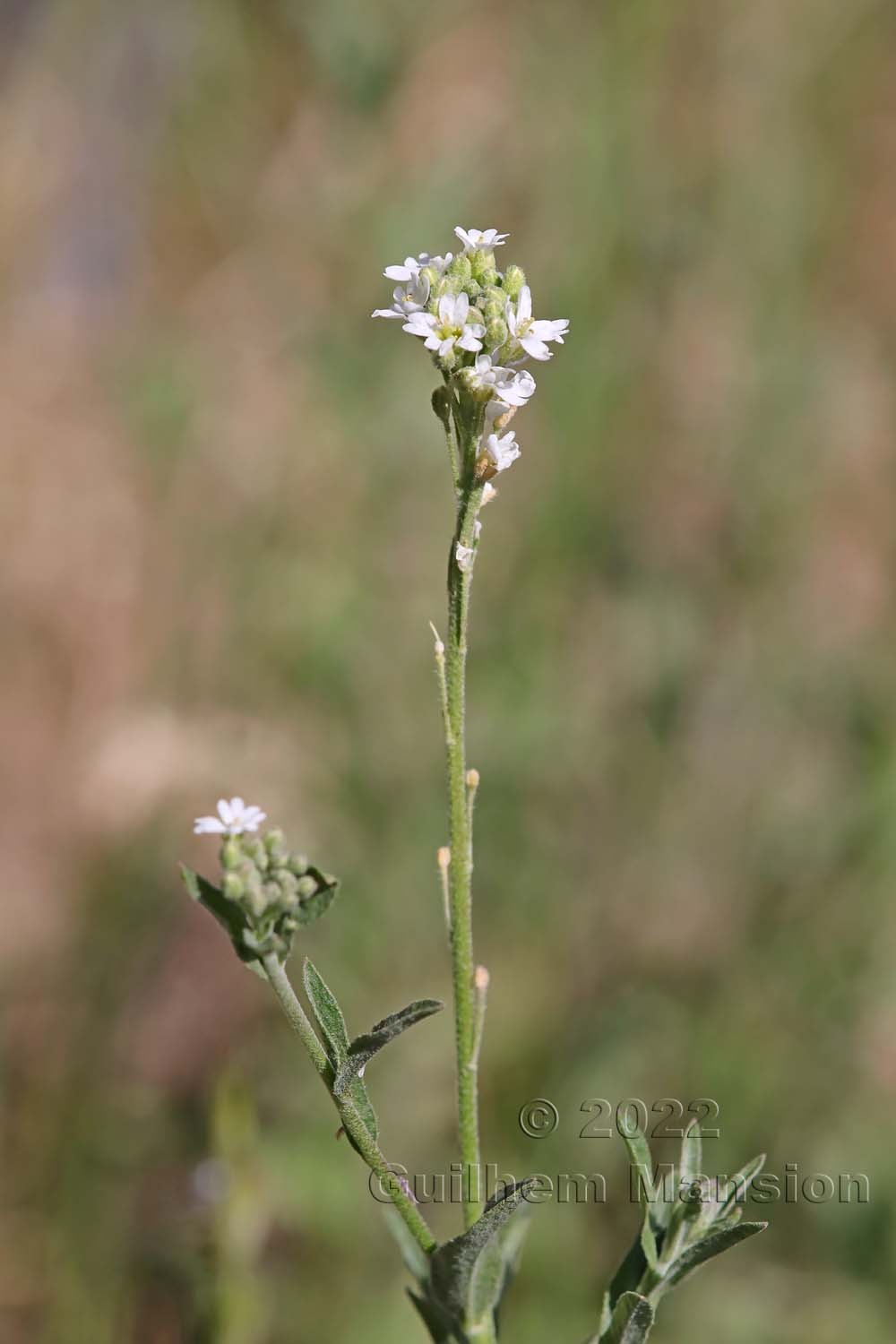 Berteroa incana