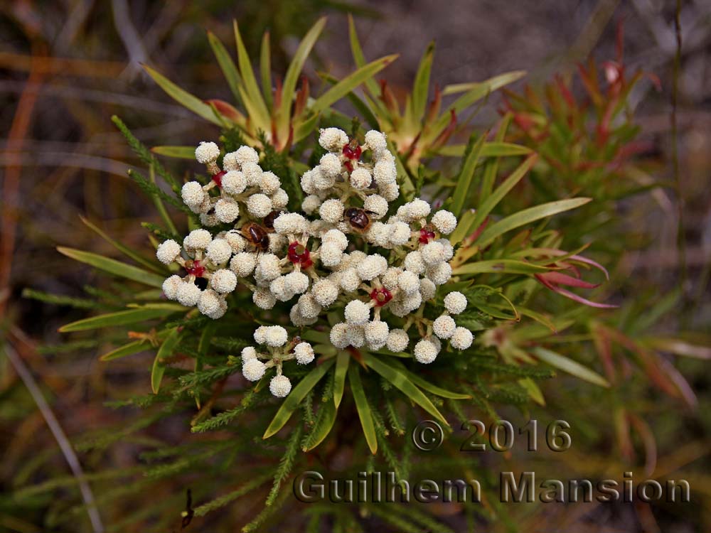 Berzelia abrotanoides