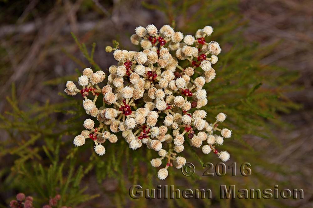 Berzelia abrotanoides