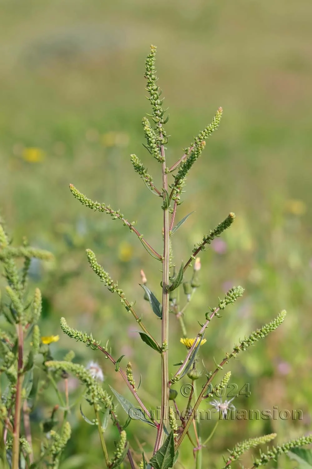 Beta maritima