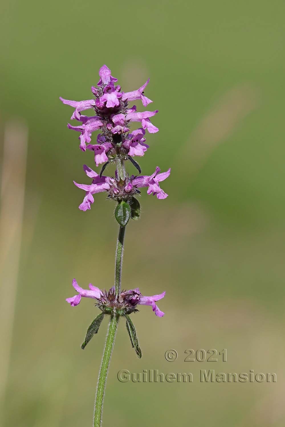 Betonica officinalis