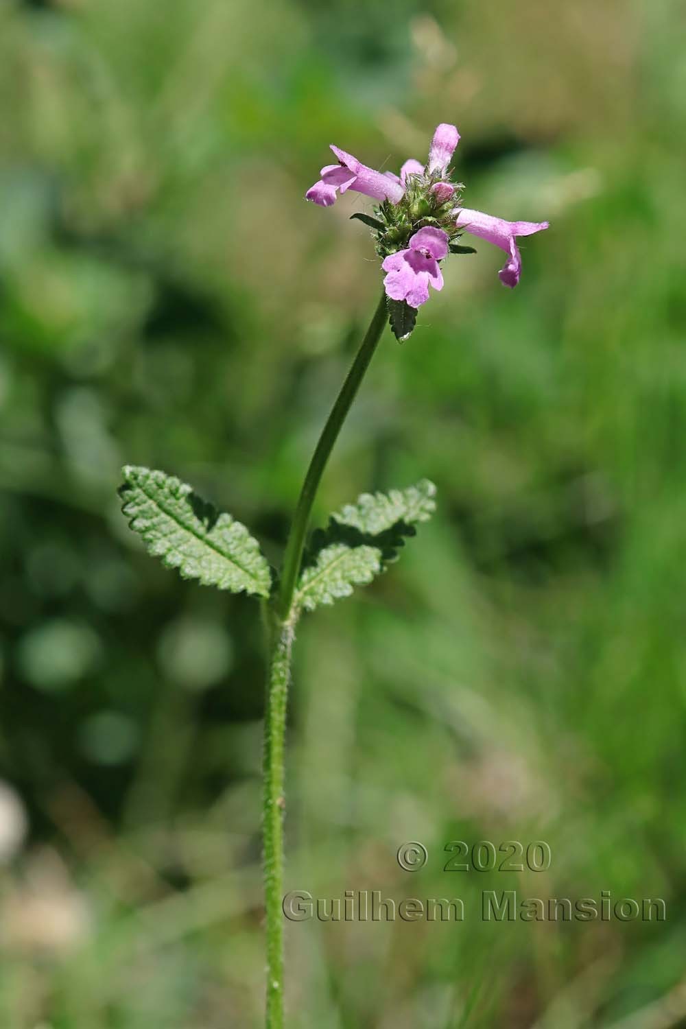 Betonica officinalis