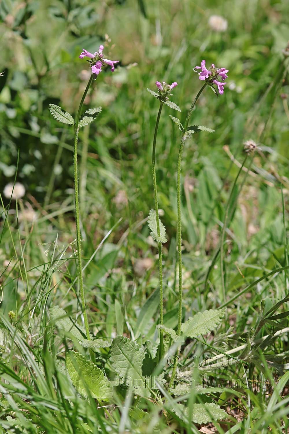 Betonica officinalis