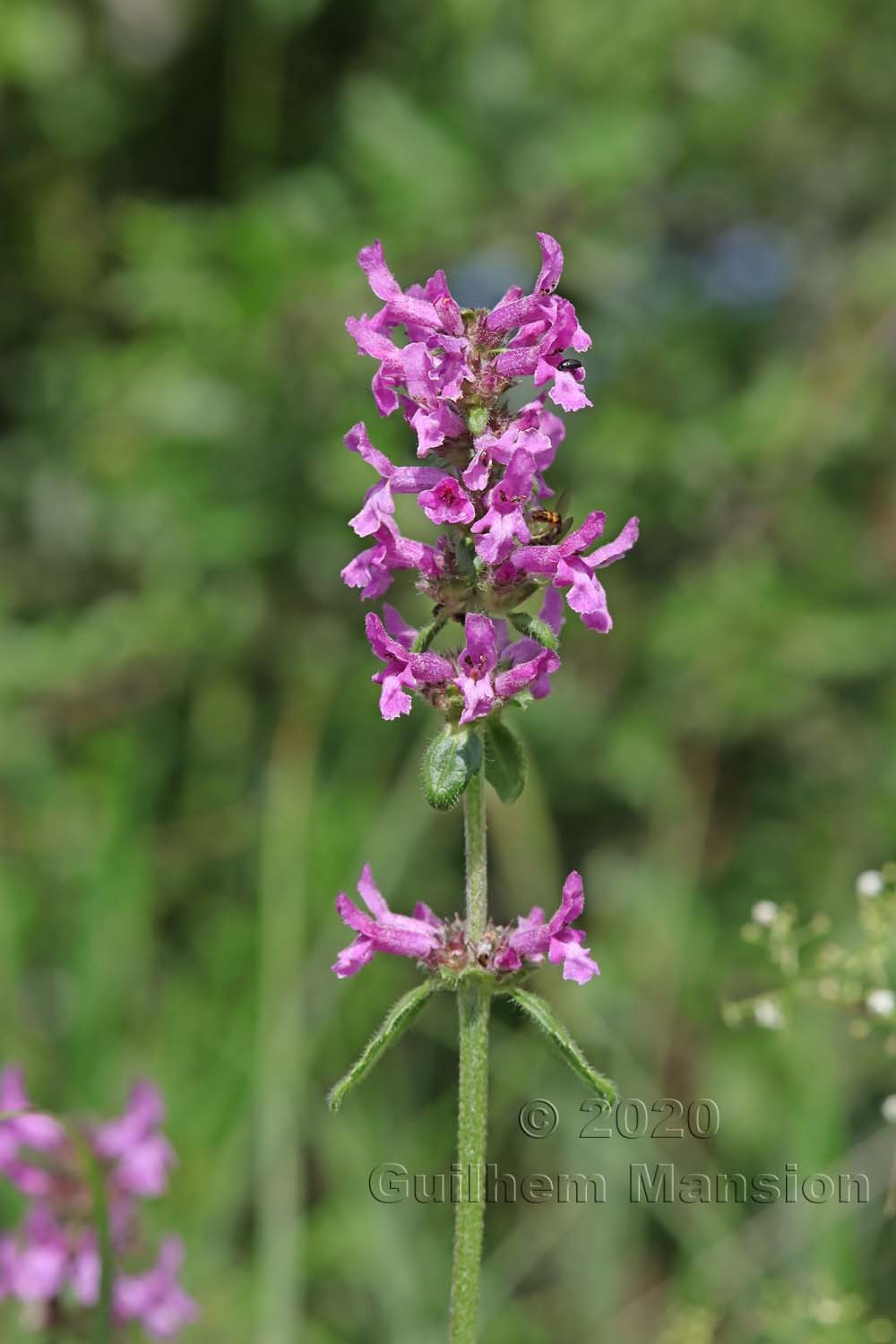 Betonica officinalis