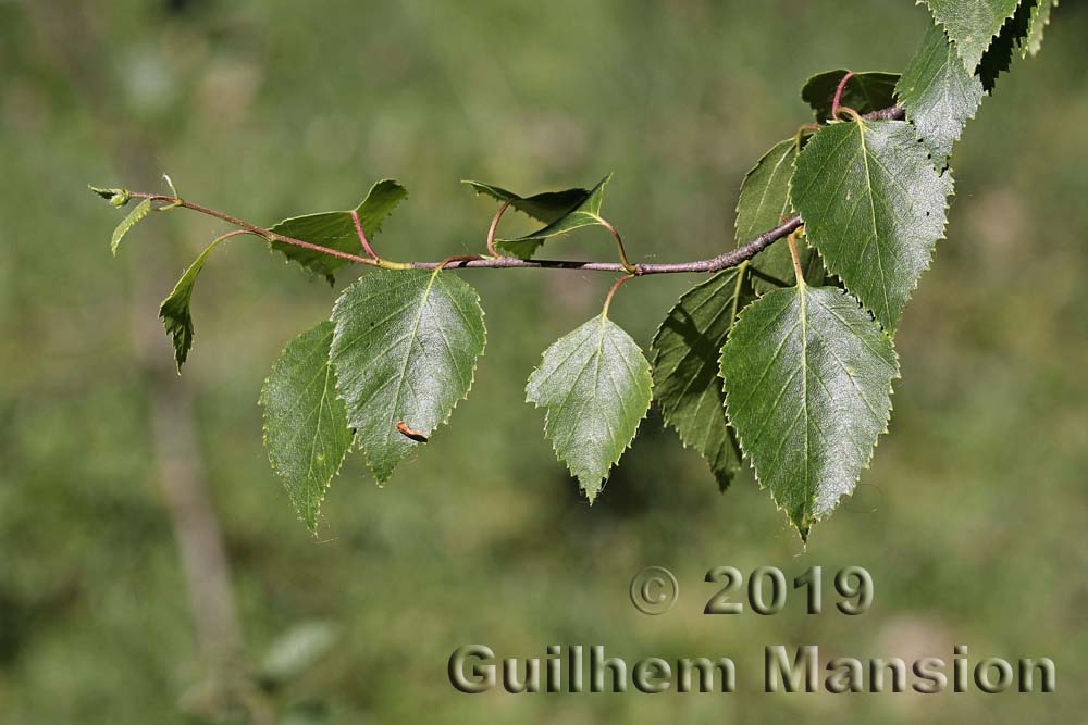 Betula pubescens