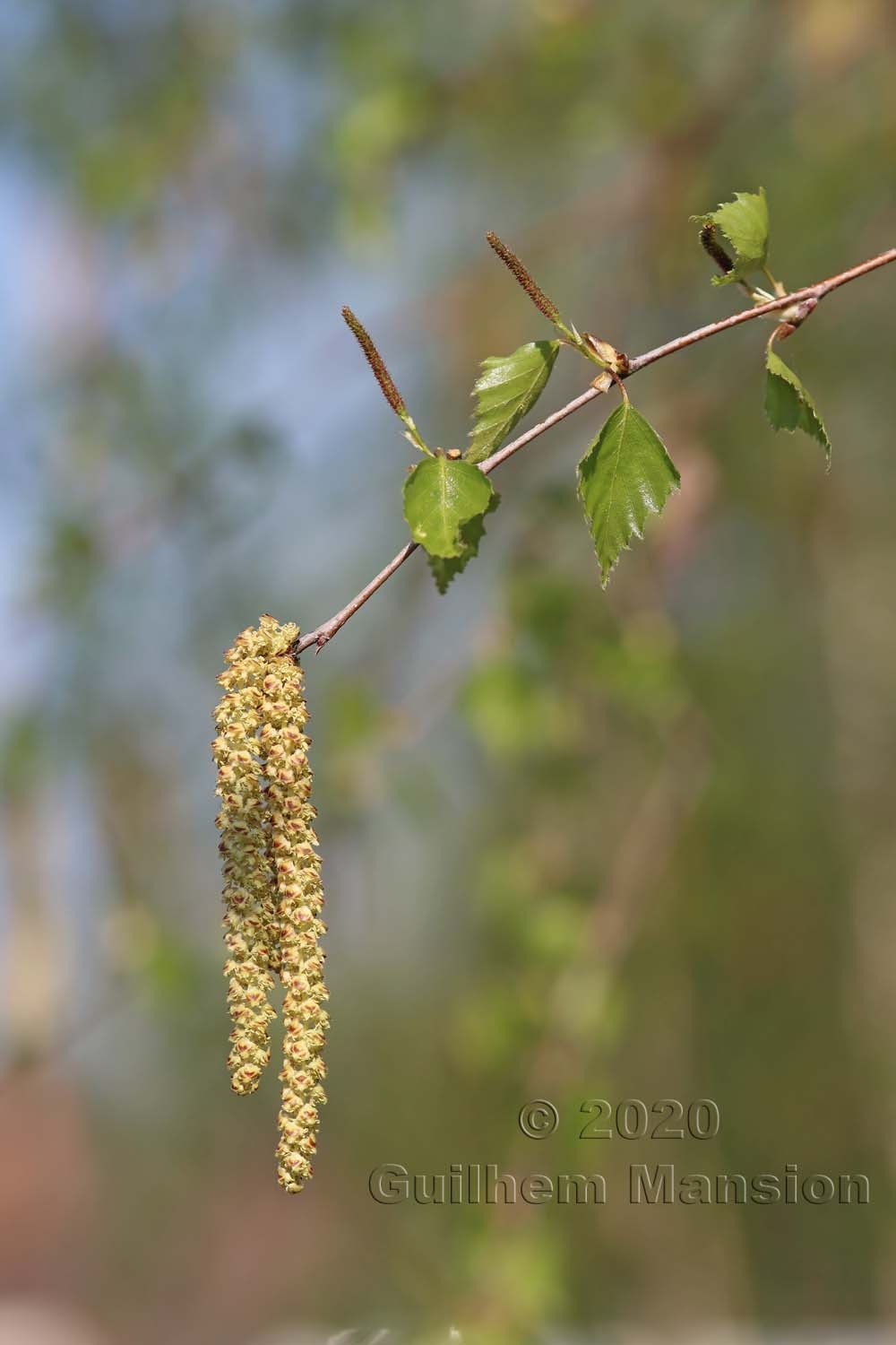 Betula pendula