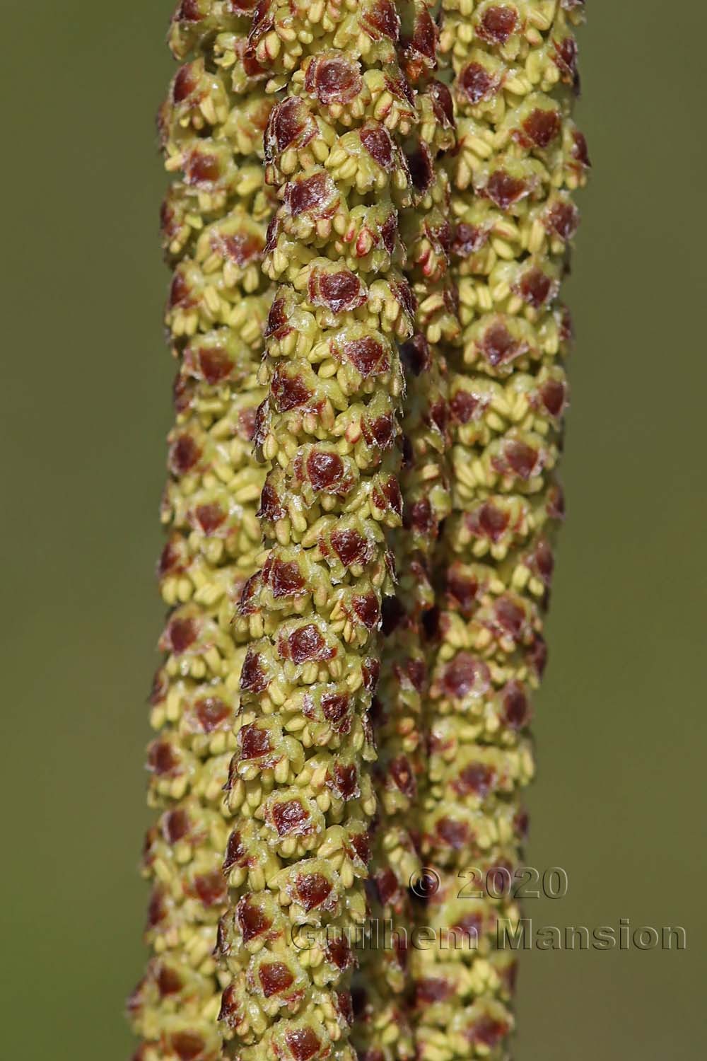 Betula pendula