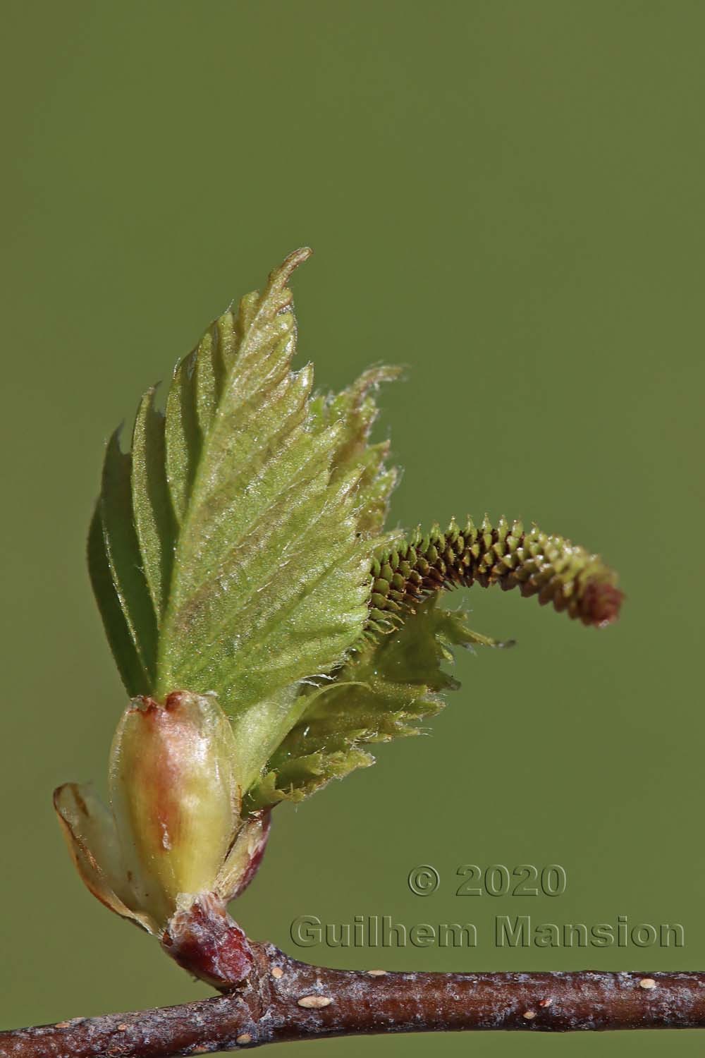 Betula pendula