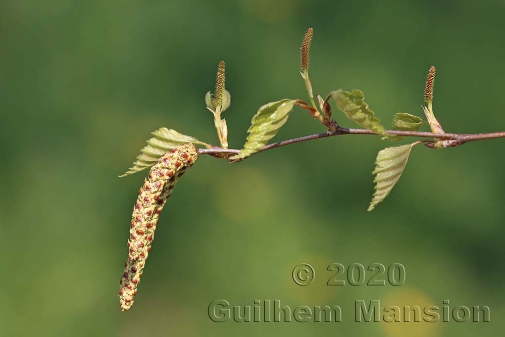 Betula pendula