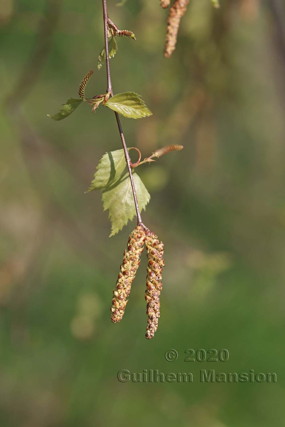 Betula pendula