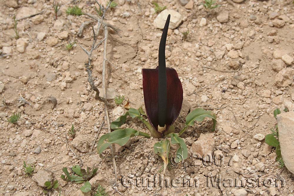 Biarum straussii