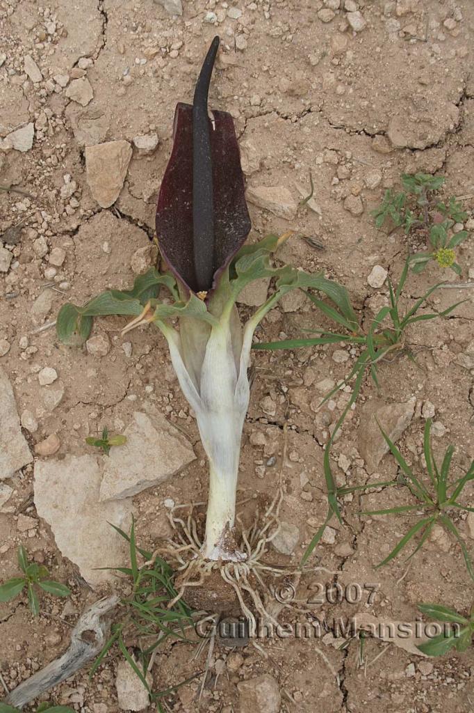 Biarum straussii