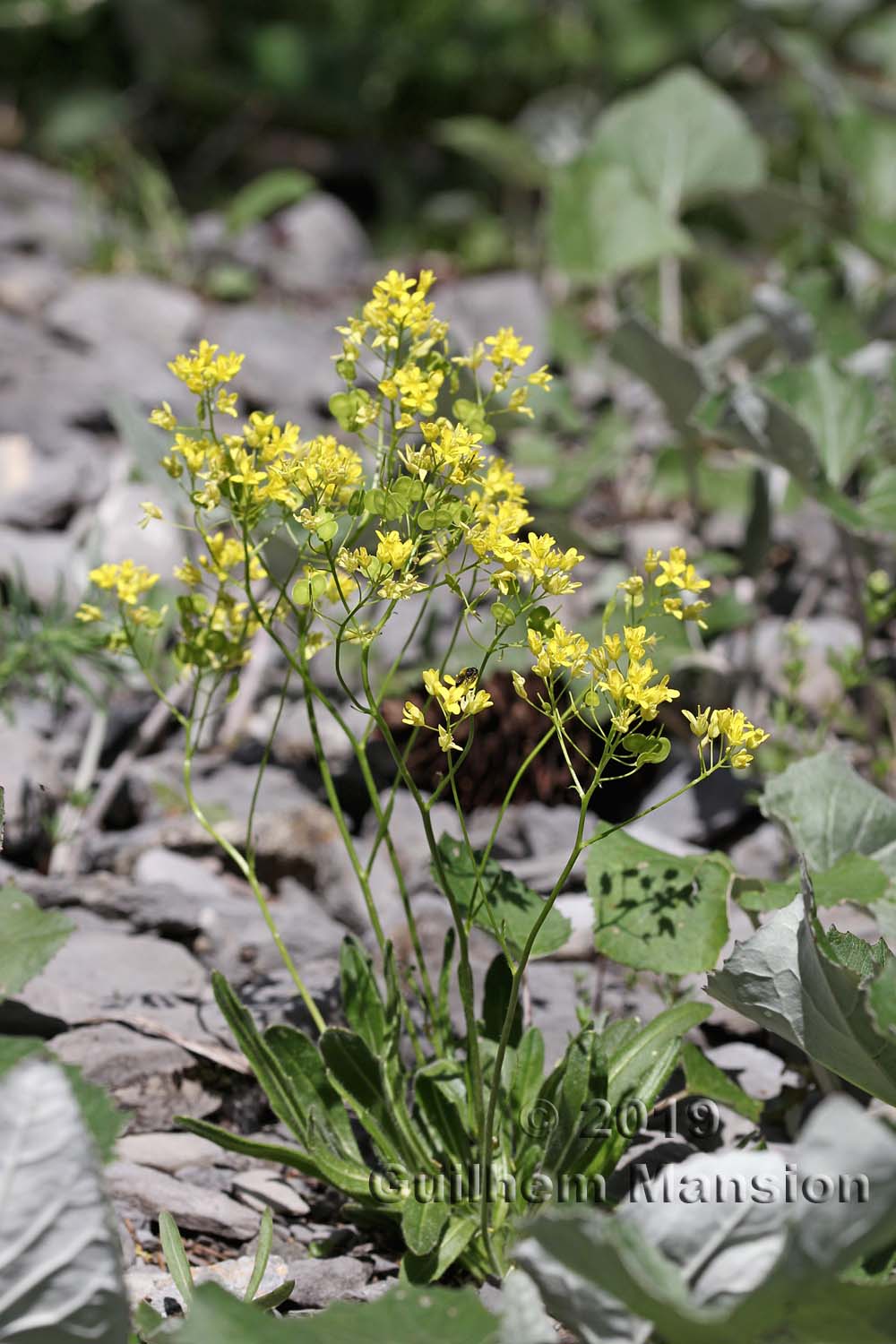 Biscutella laevigata