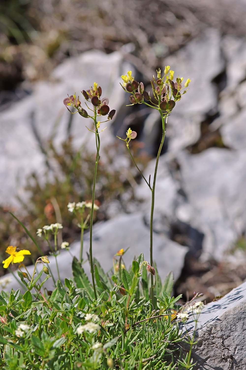 Biscutella laevigata