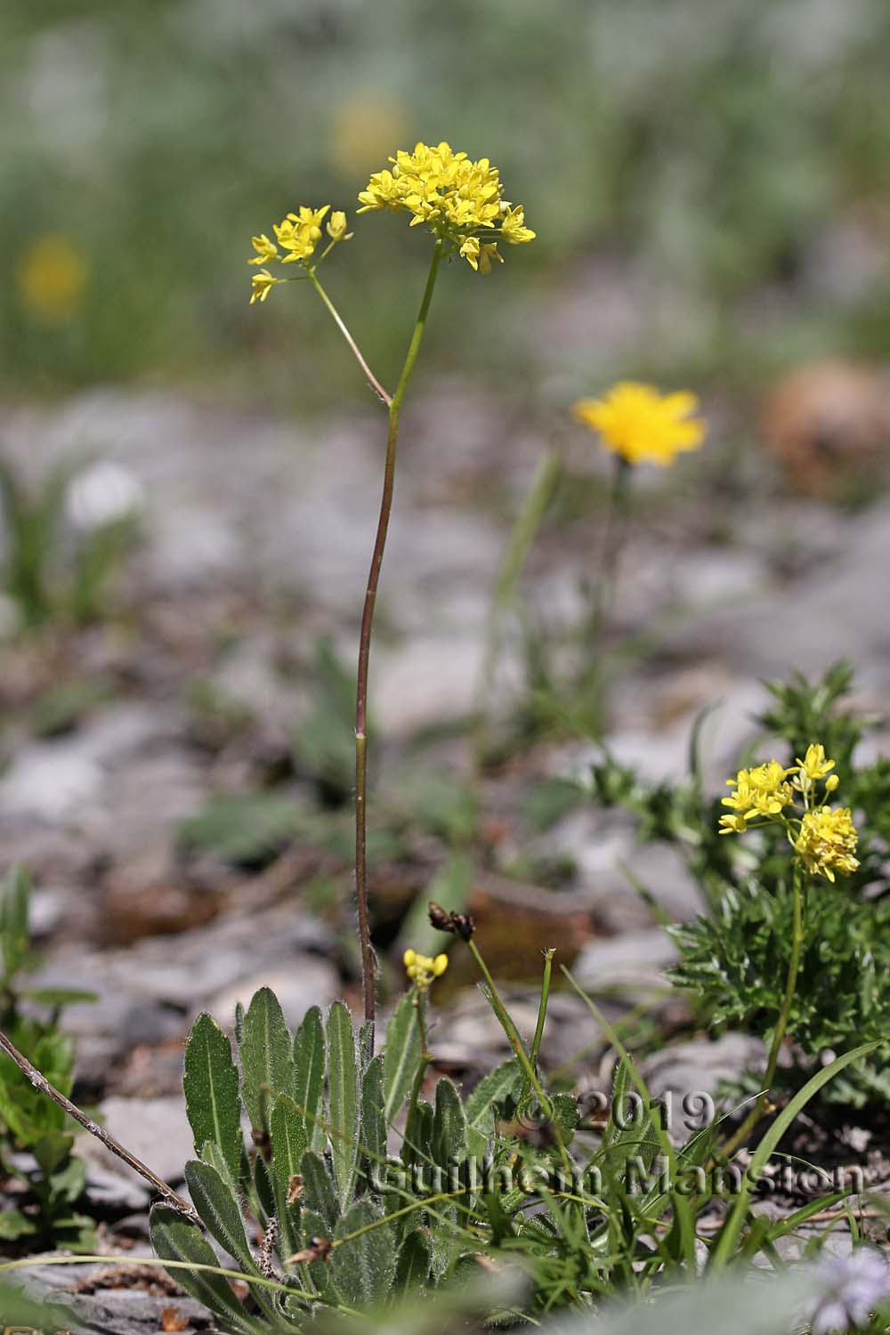 Biscutella laevigata