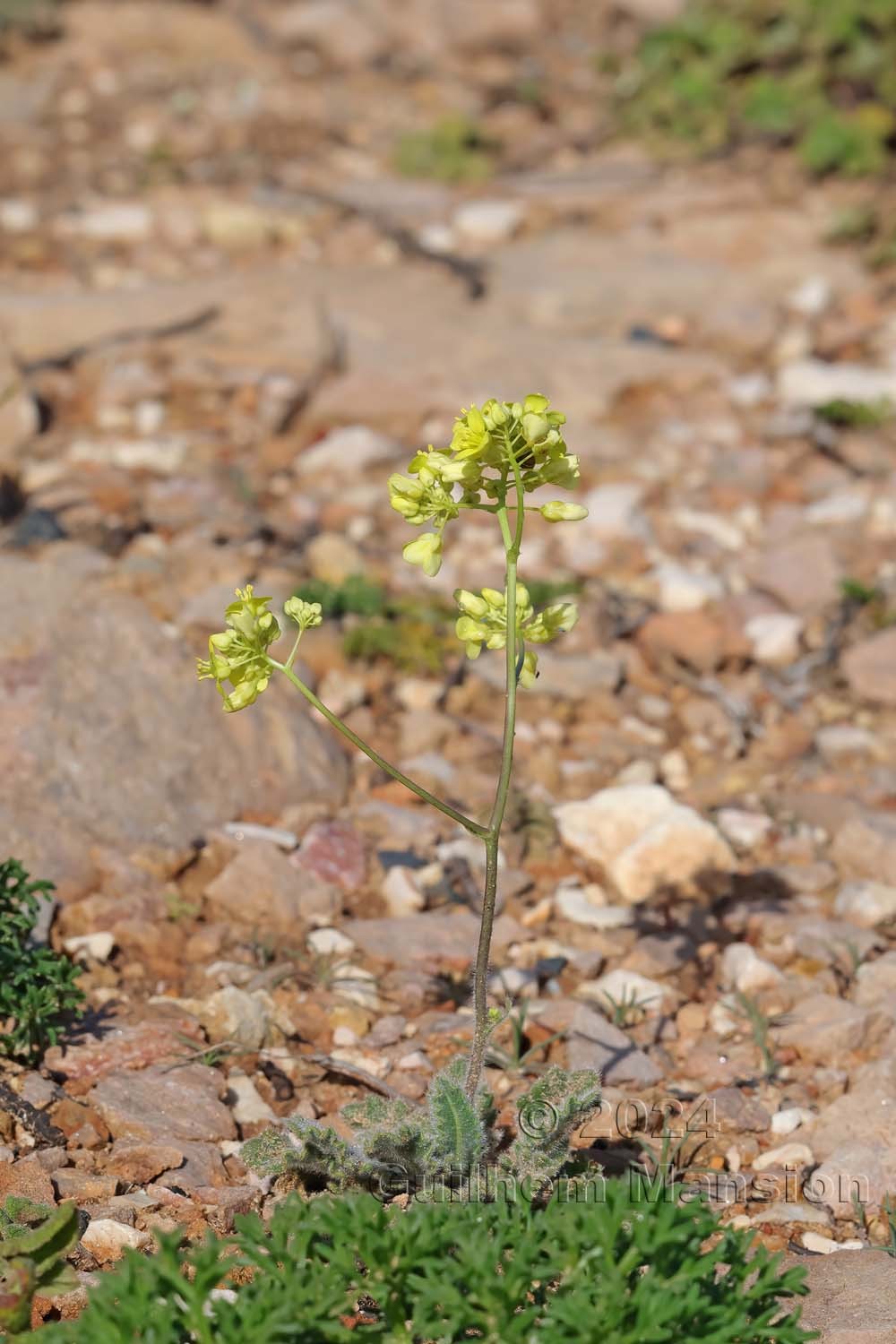 Biscutella vicentina