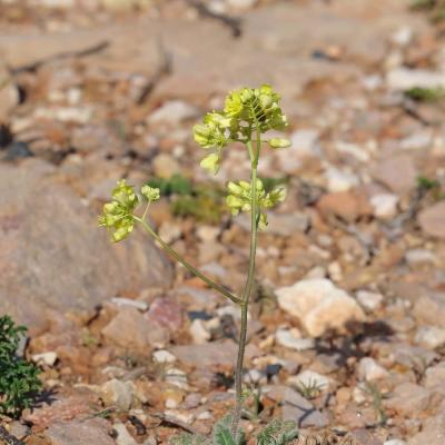 Biscutella vicentina