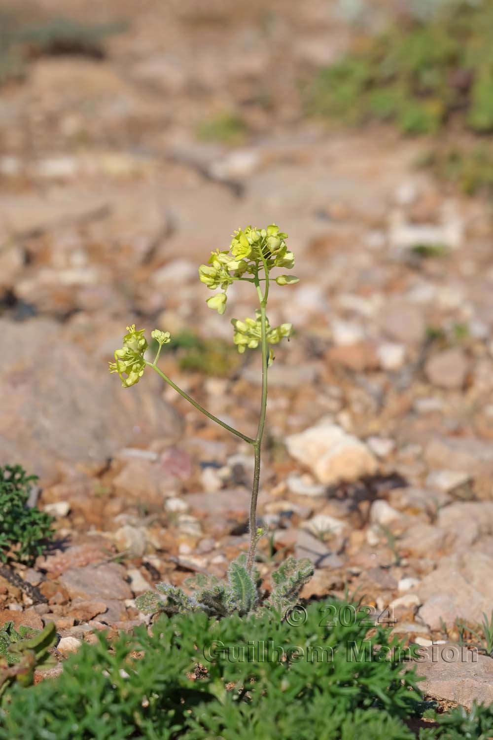 Biscutella vicentina