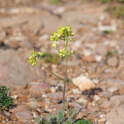 Biscutella vicentina