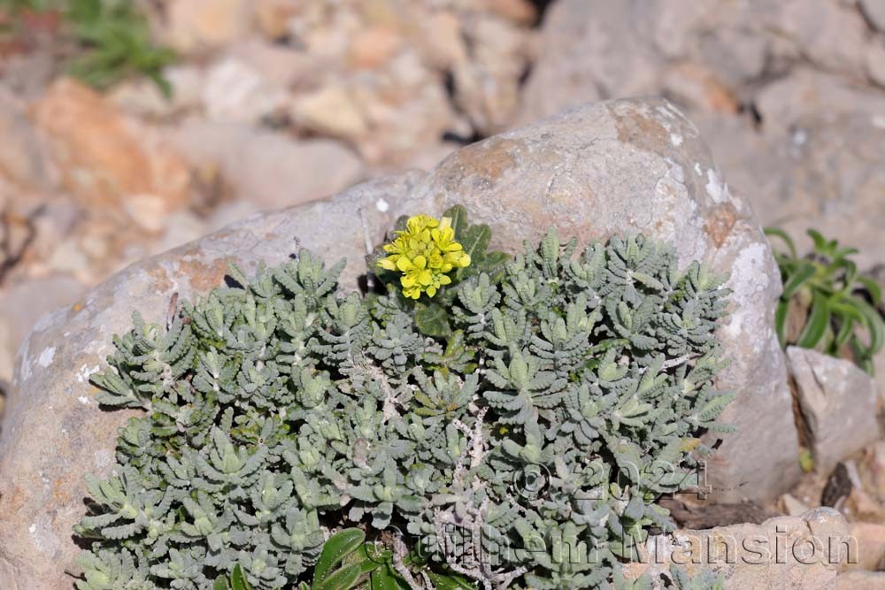 Biscutella vicentina