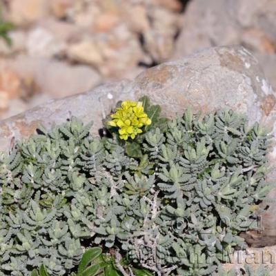 Biscutella vicentina