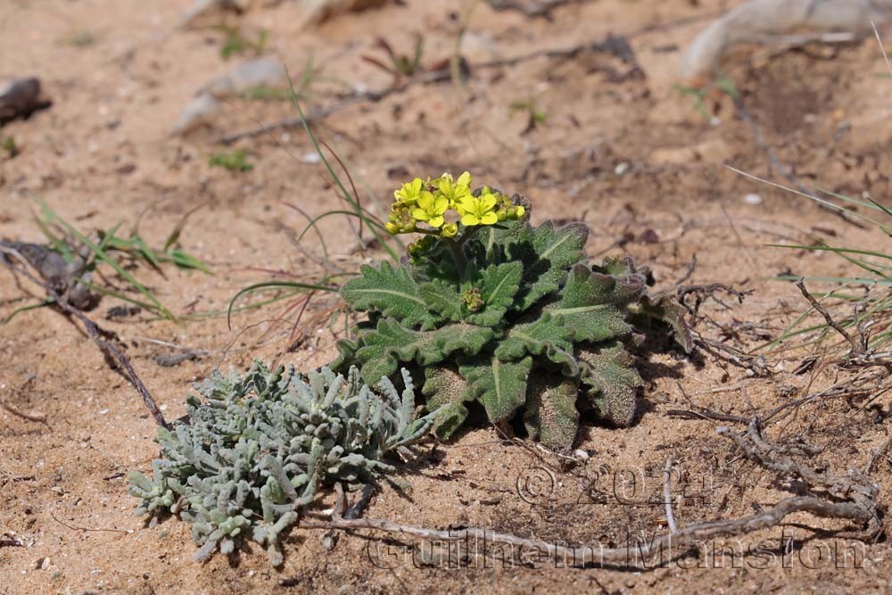 Biscutella vicentina