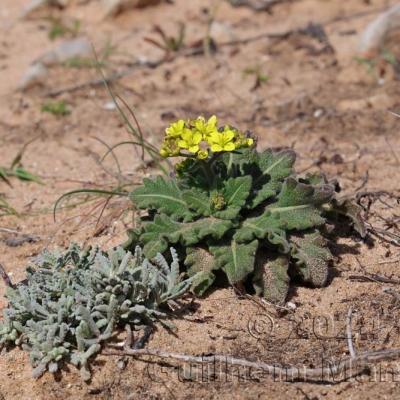 Biscutella vicentina