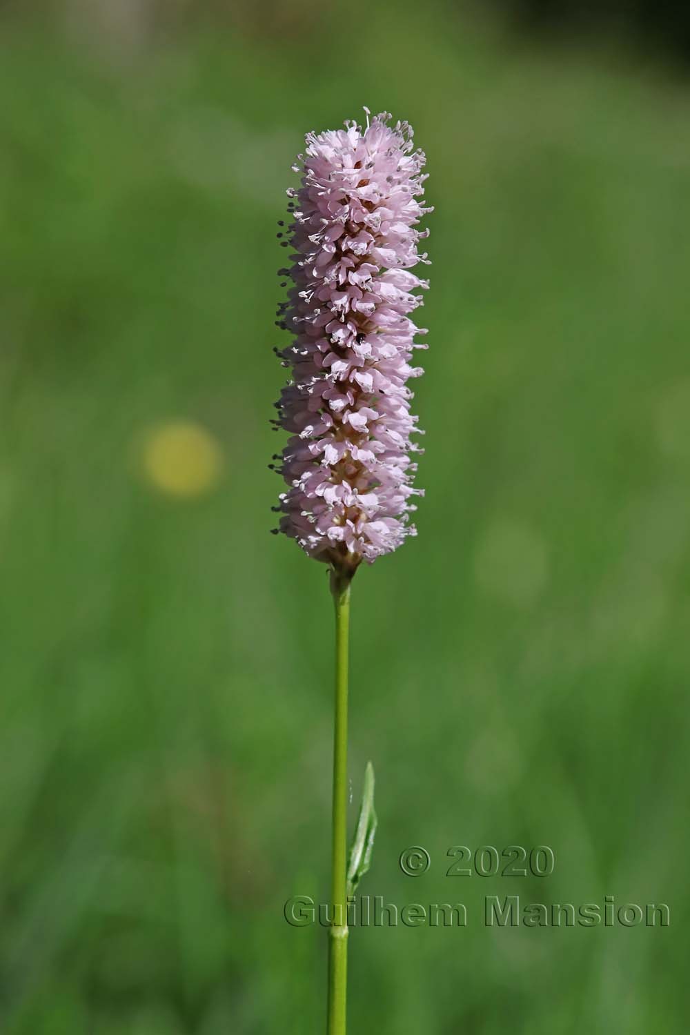 Bistorta officinalis [Polygonum bistorta]