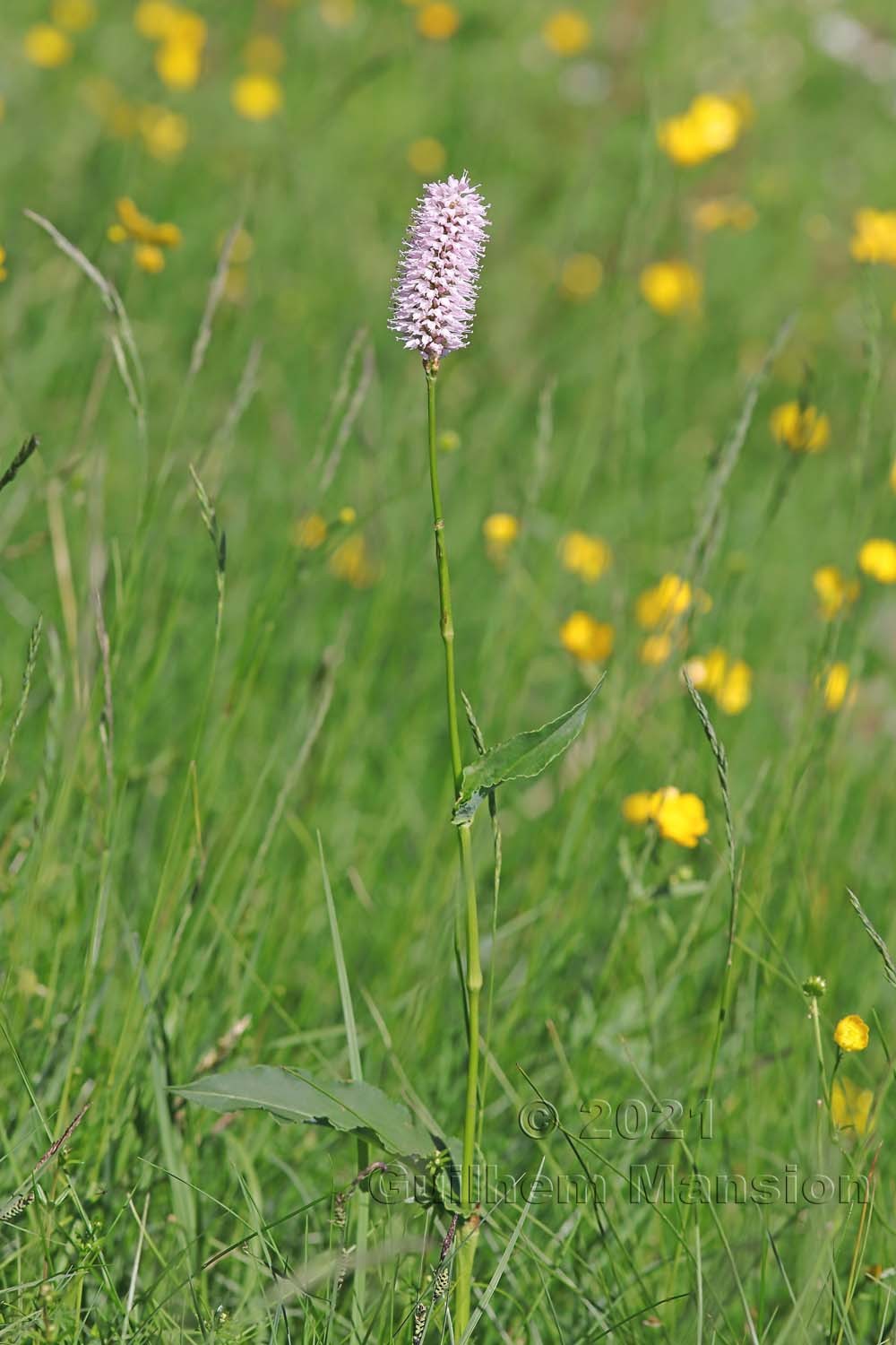 Bistorta officinalis [Polygonum bistorta]