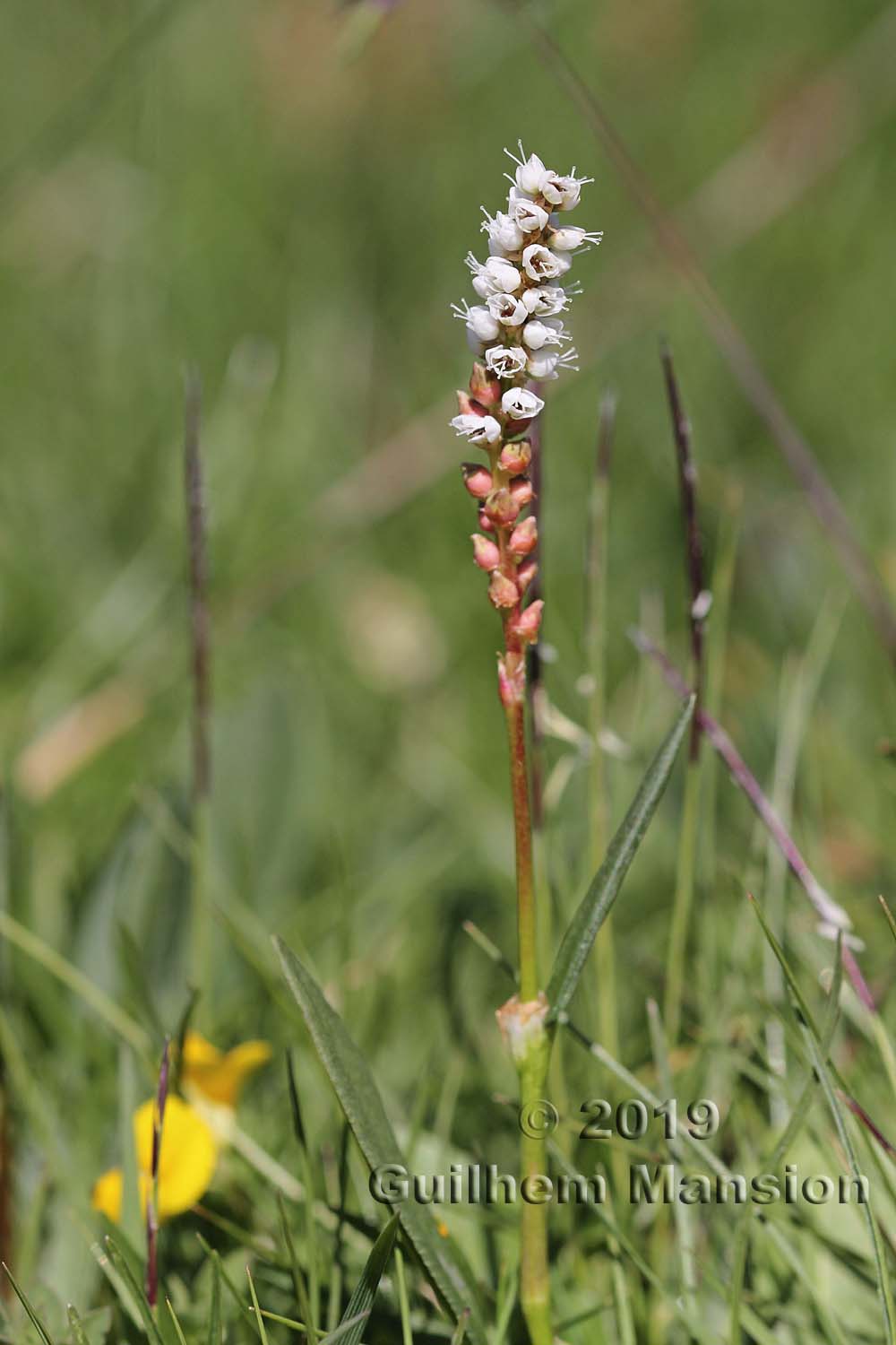 Bistorta vivipara [Polygonum viviparum]