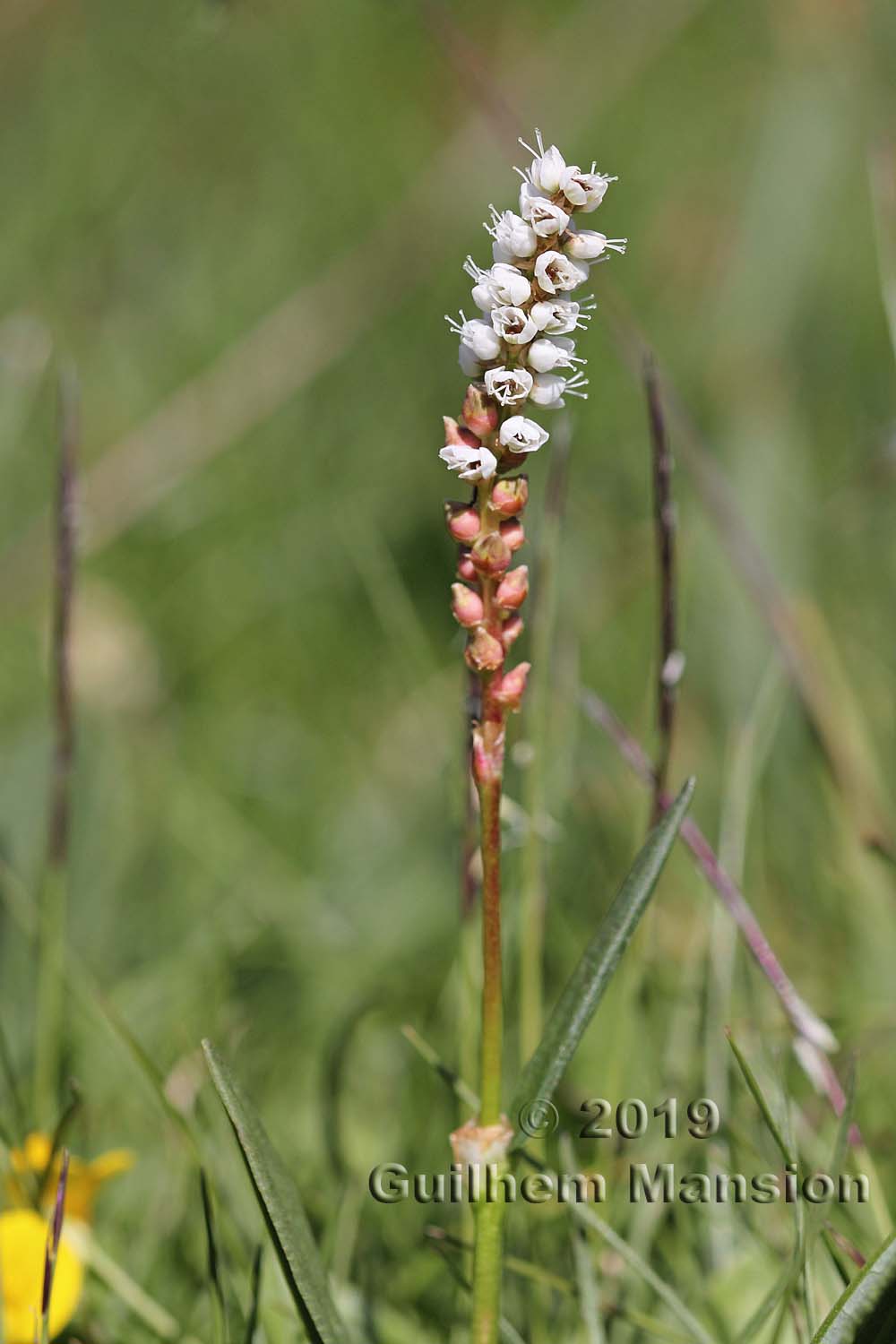 Bistorta vivipara [Polygonum viviparum]