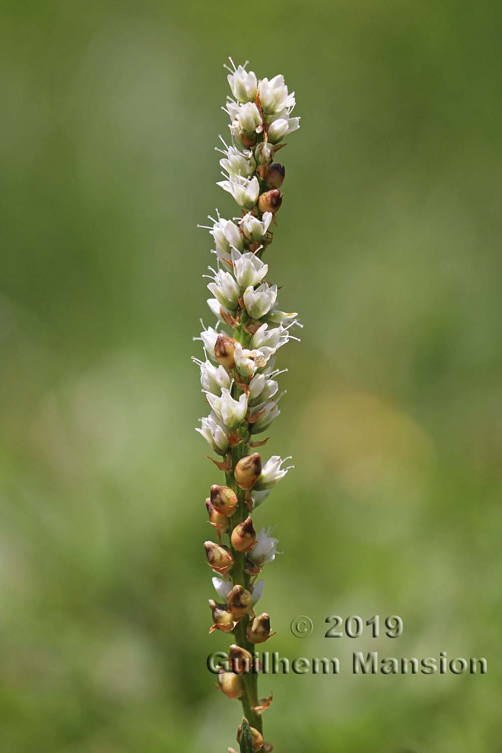 Bistorta vivipara [Polygonum viviparum]