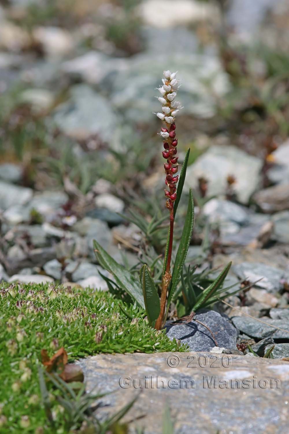 Bistorta vivipara [Polygonum viviparum]