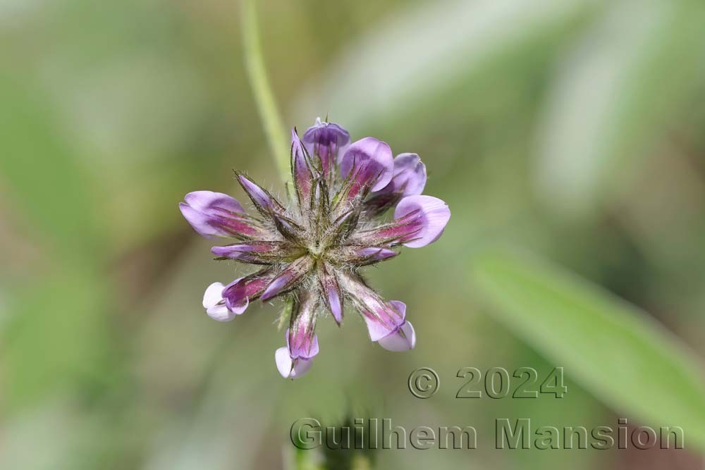 Bituminaria bituminosa