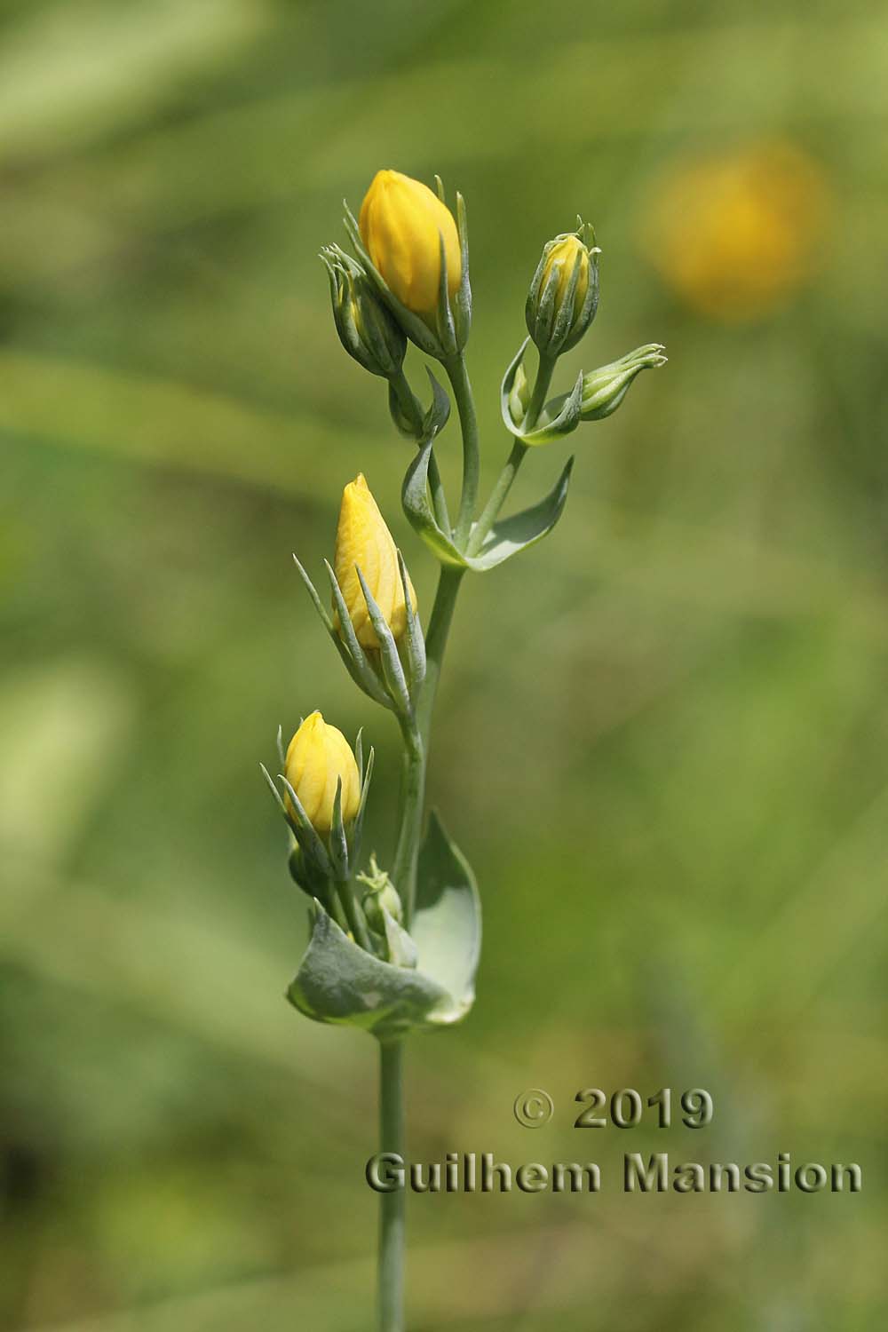 Blackstonia perfoliata