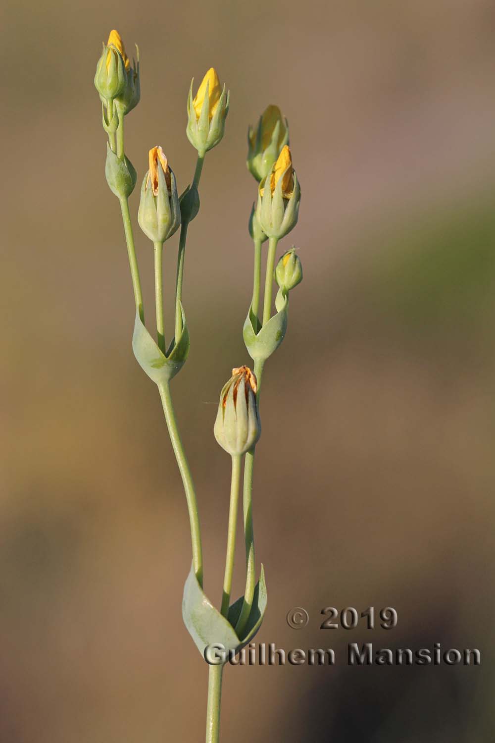 Blackstonia acuminata