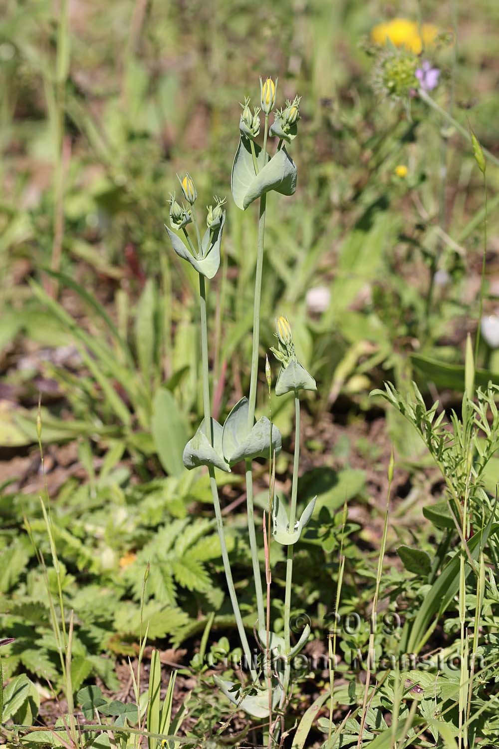 Blackstonia perfoliata