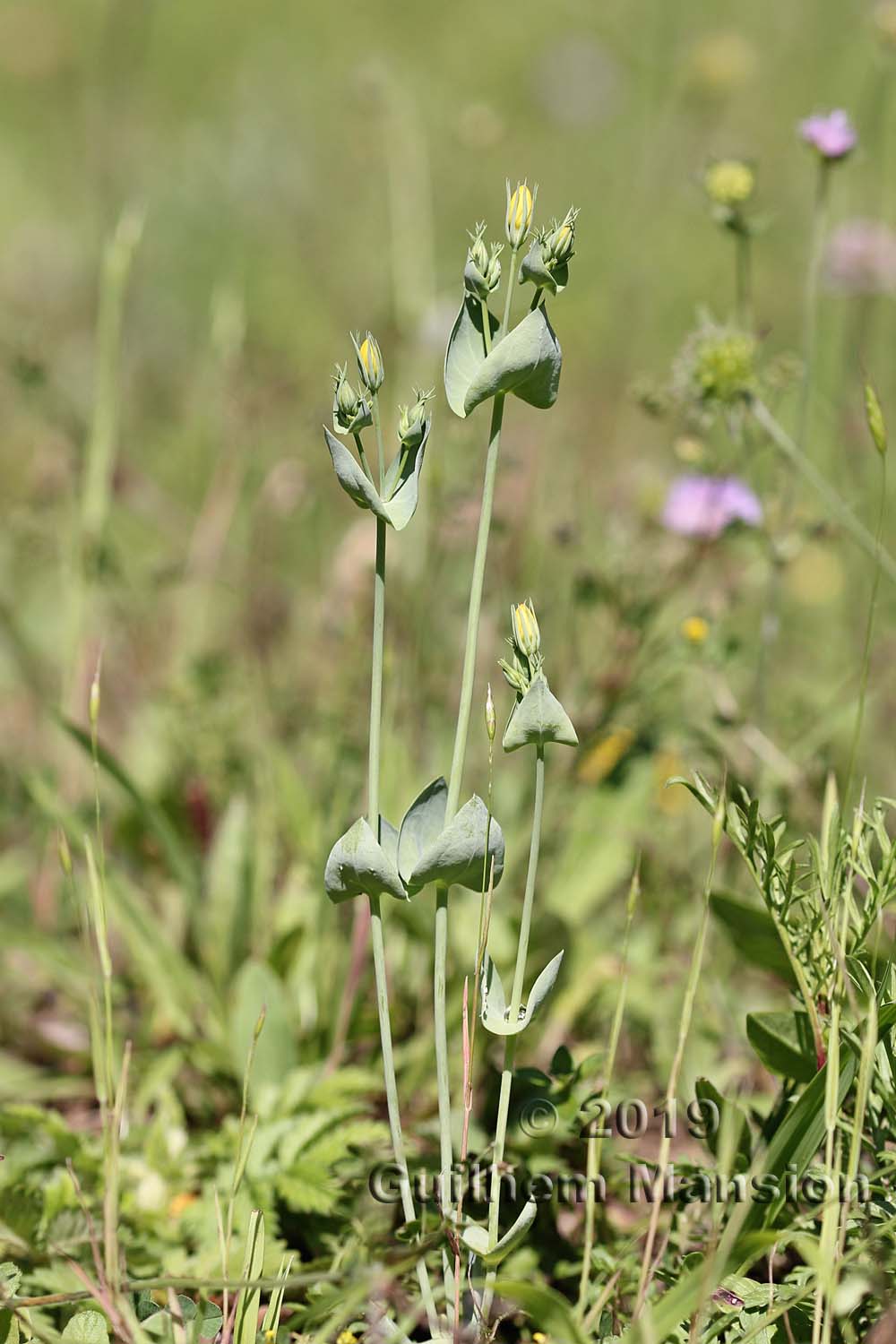 Blackstonia perfoliata