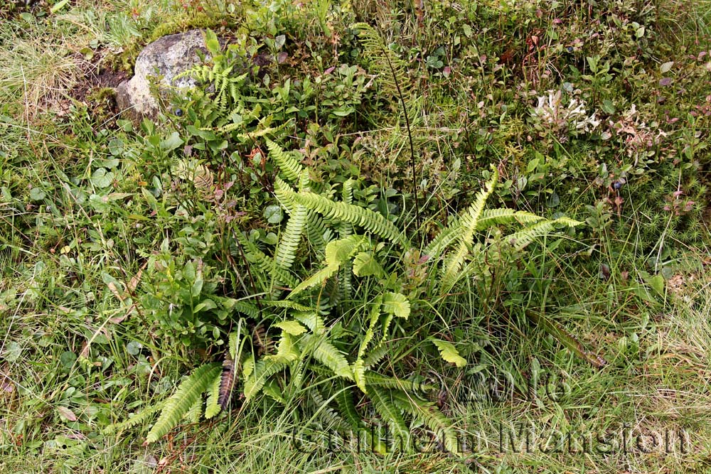 Blechnum spicant