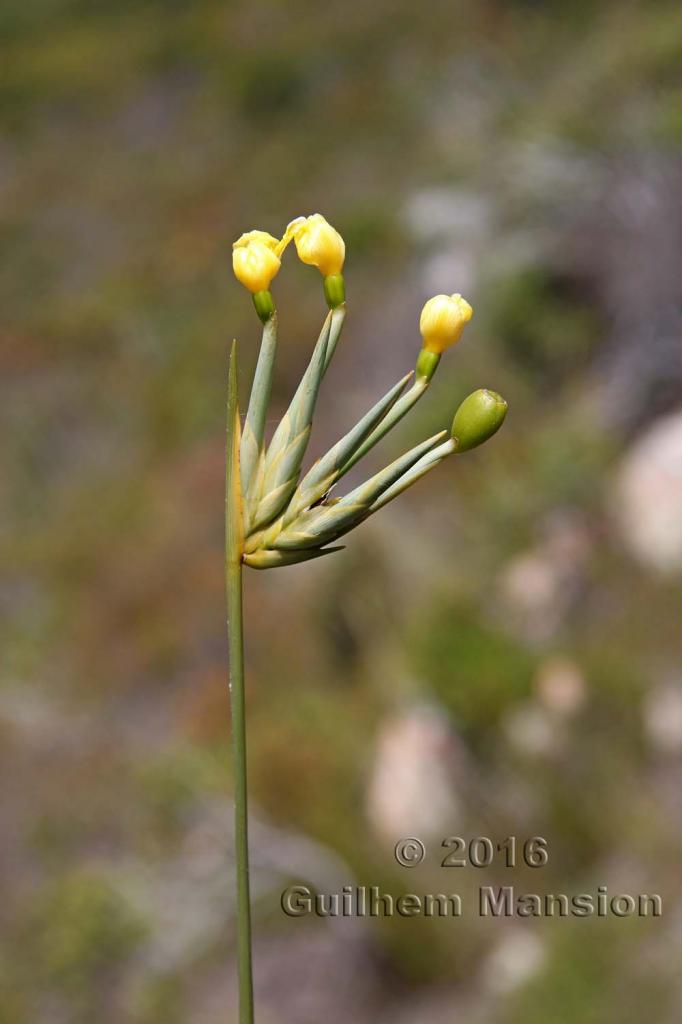 Bobartia indica