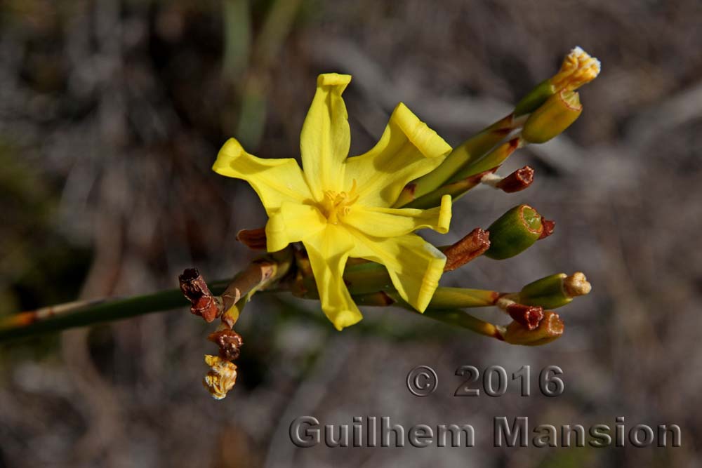 Bobartia indica