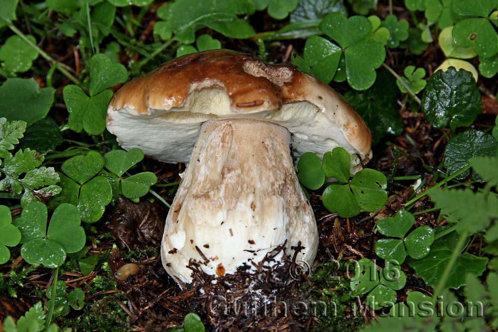 Boletus edulis