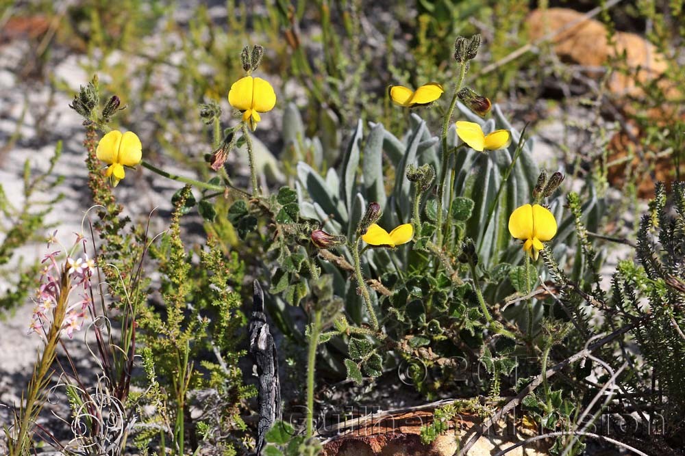 Bolusafra bituminosa