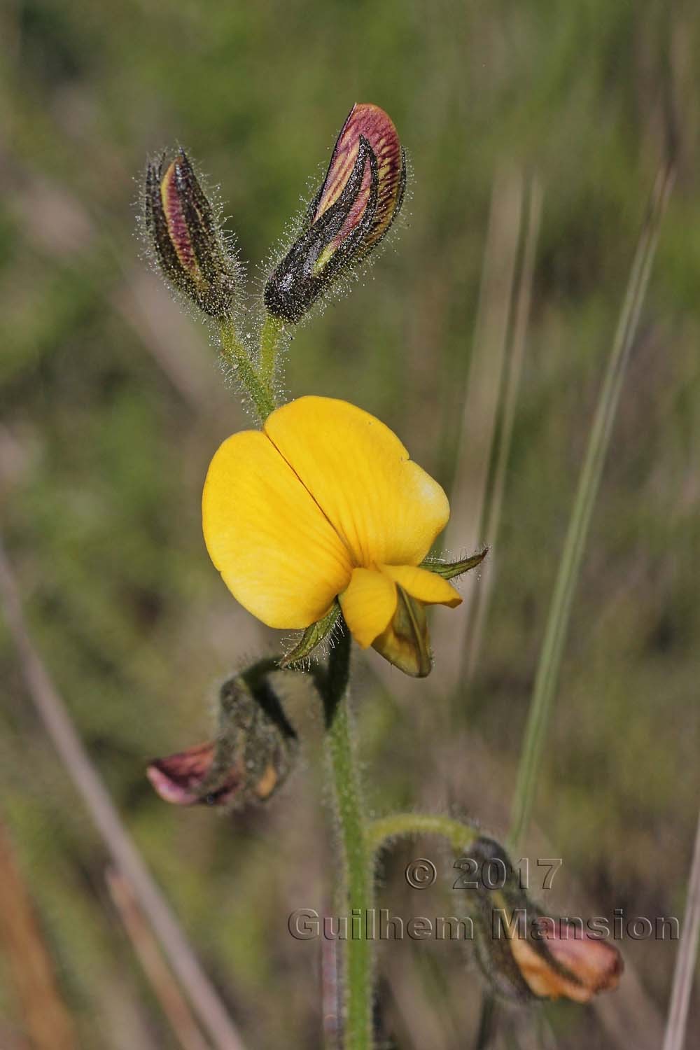 Bolusafra bituminosa